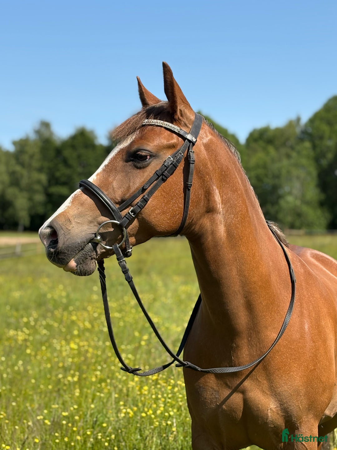 Allround hästar till salu: Ponny med hopp-potential 🩷 i Skövde - Annons 2