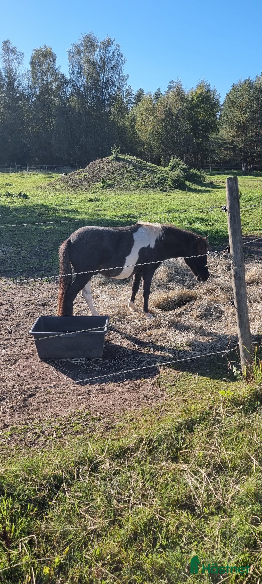 Allround hästar till salu: Mini american curly hingst i Skara - Annons 4