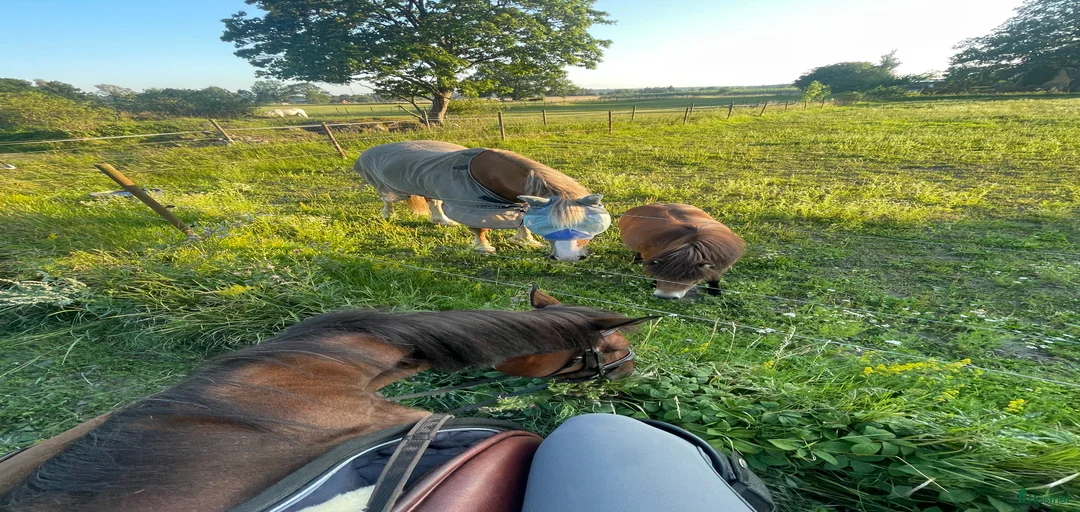 Galleribild {{count}}