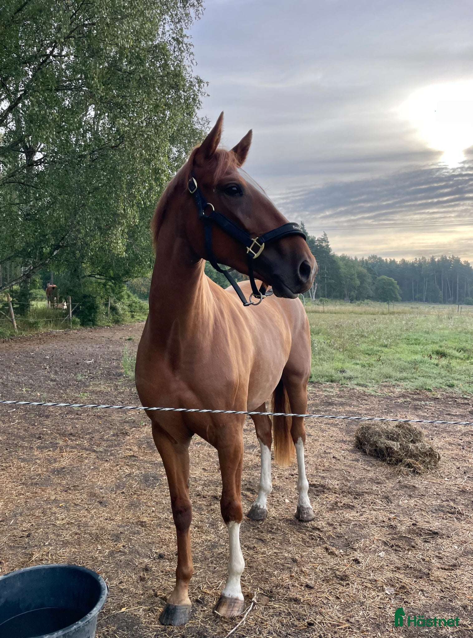  hästar Begåvad 4-åring - Annons 17