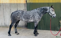 Hoppning hästar till salu: Selection of Irish ponies i Ljungby - Annons 10