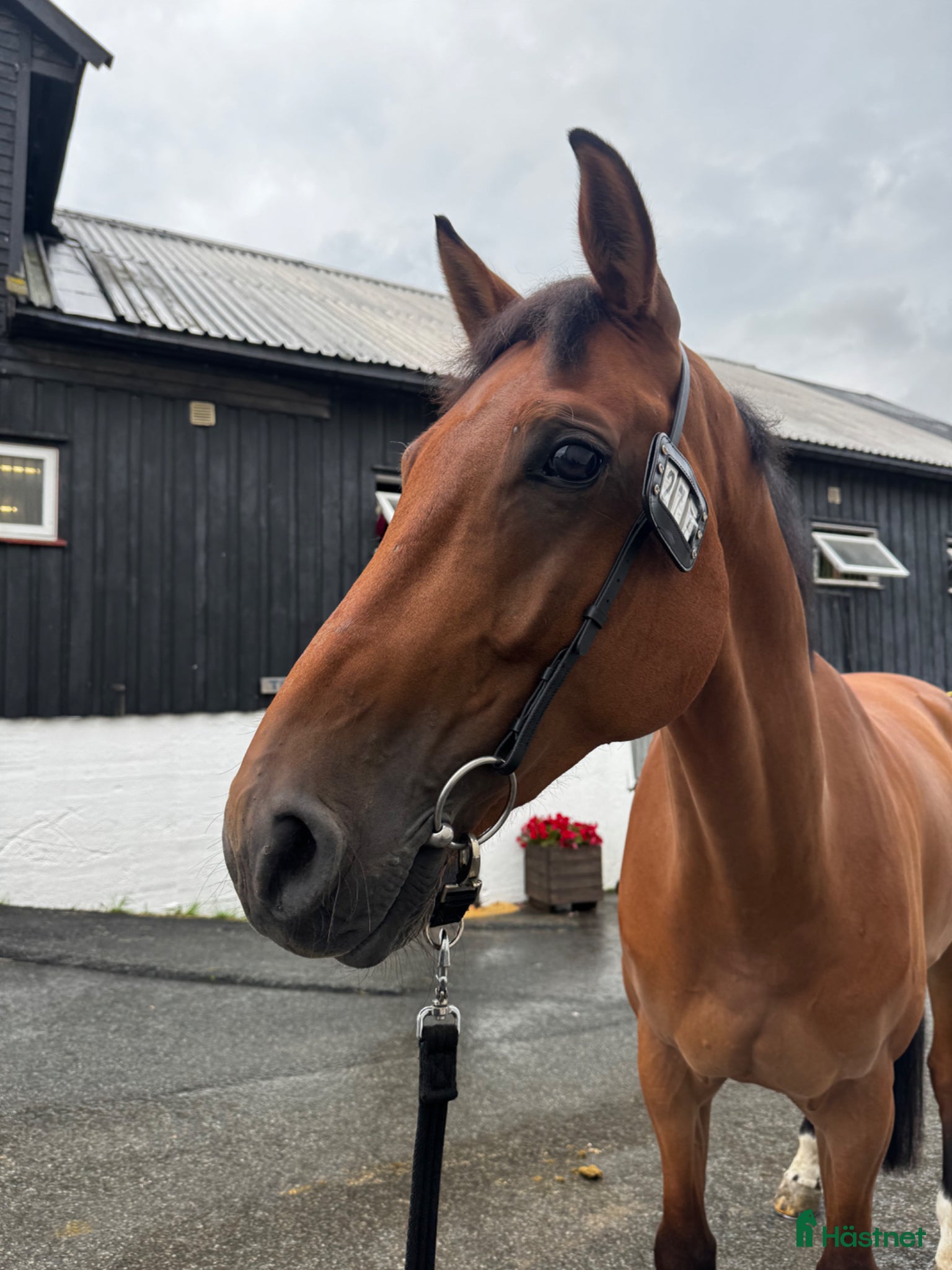  hästar DV vallak fra 2019 efter Cantolar x Catoki - Annons 18