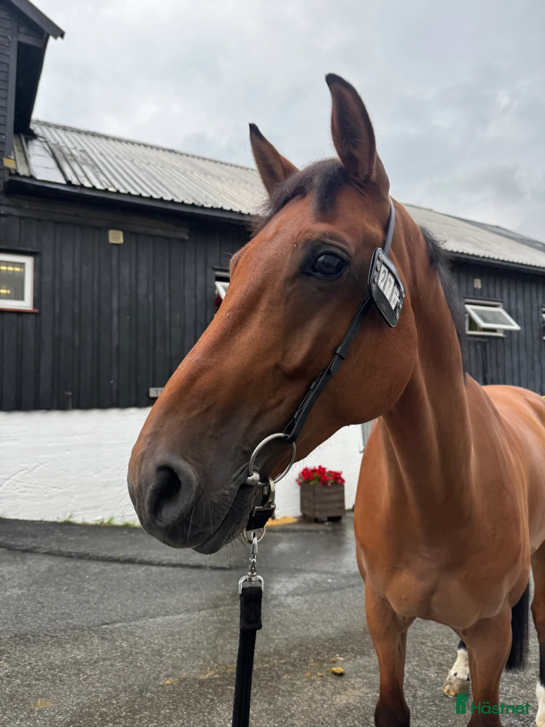 Hoppning hästar till salu: DV vallak fra 2019 efter Cantolar x Catoki - Annons 1