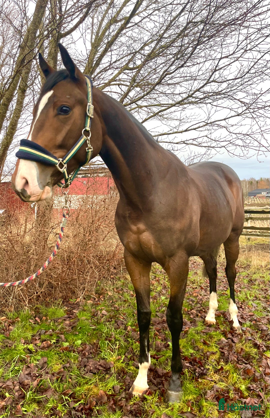 Fälttävlan hästar till salu: En otroligt snäll unghäst att forma själv! i Bälinge - Annons 1