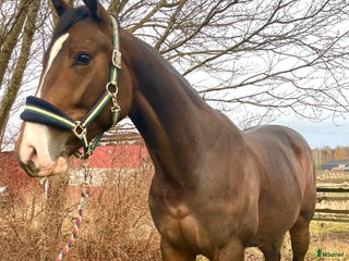 hästar En otroligt snäll unghäst att forma själv! i Bälinge - Annons 2