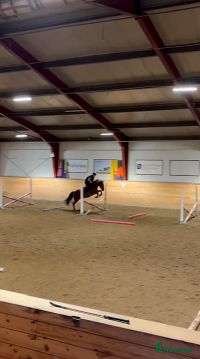  hästar Foderhäst !sökes! - Annons 5