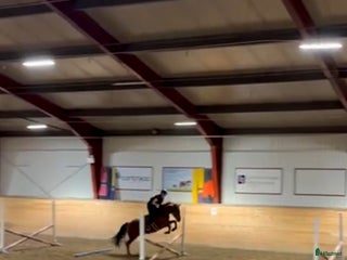 hästar Foderhäst !sökes! - Annons 2