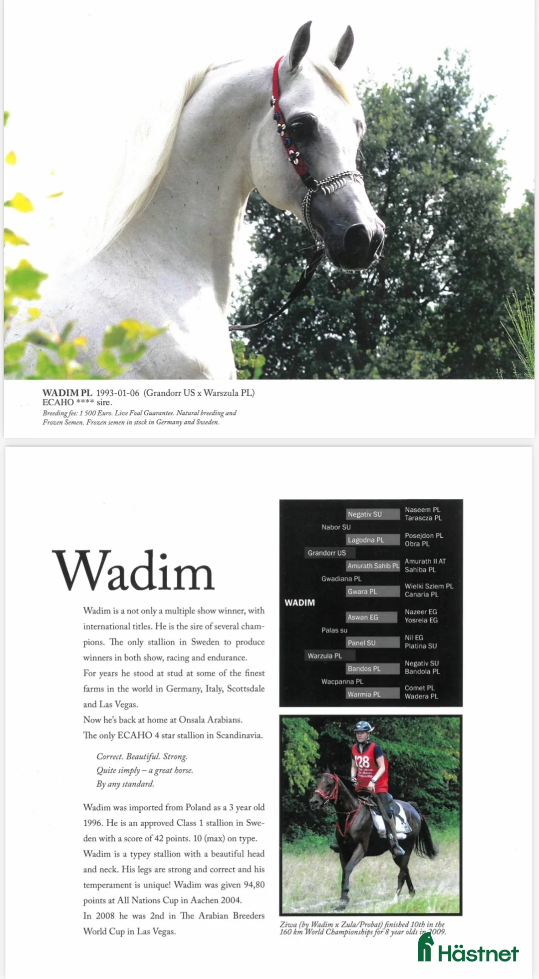  avel finnes: Fryst sperma (FAI) - arabhingsten Wadim i Göteborg - Annons 1