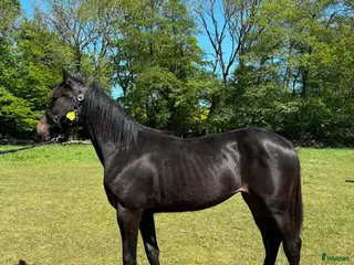 hästar Andelshäst - Annons 1