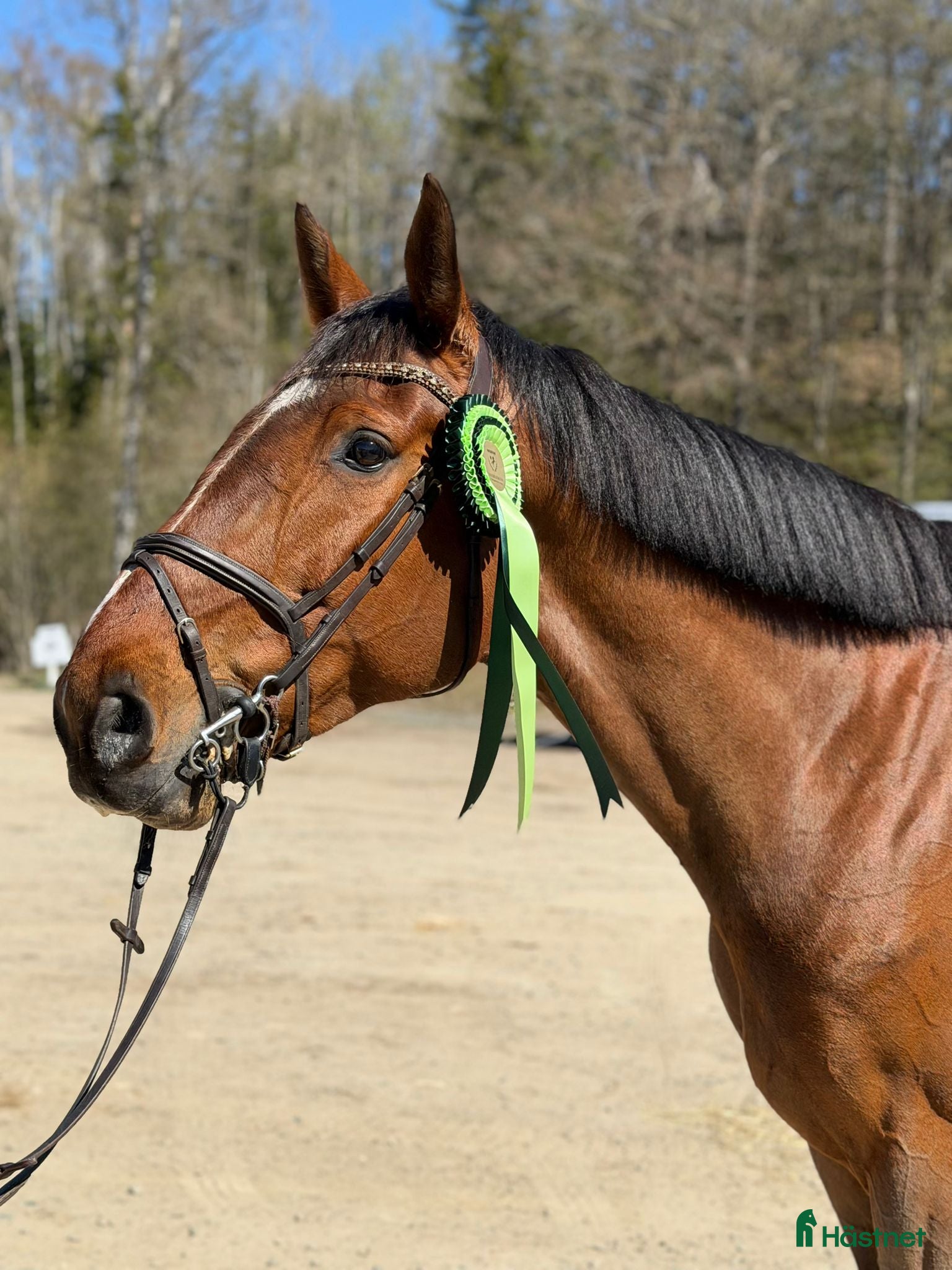  hästar Hopphäst med kapacitet  - Annons 2