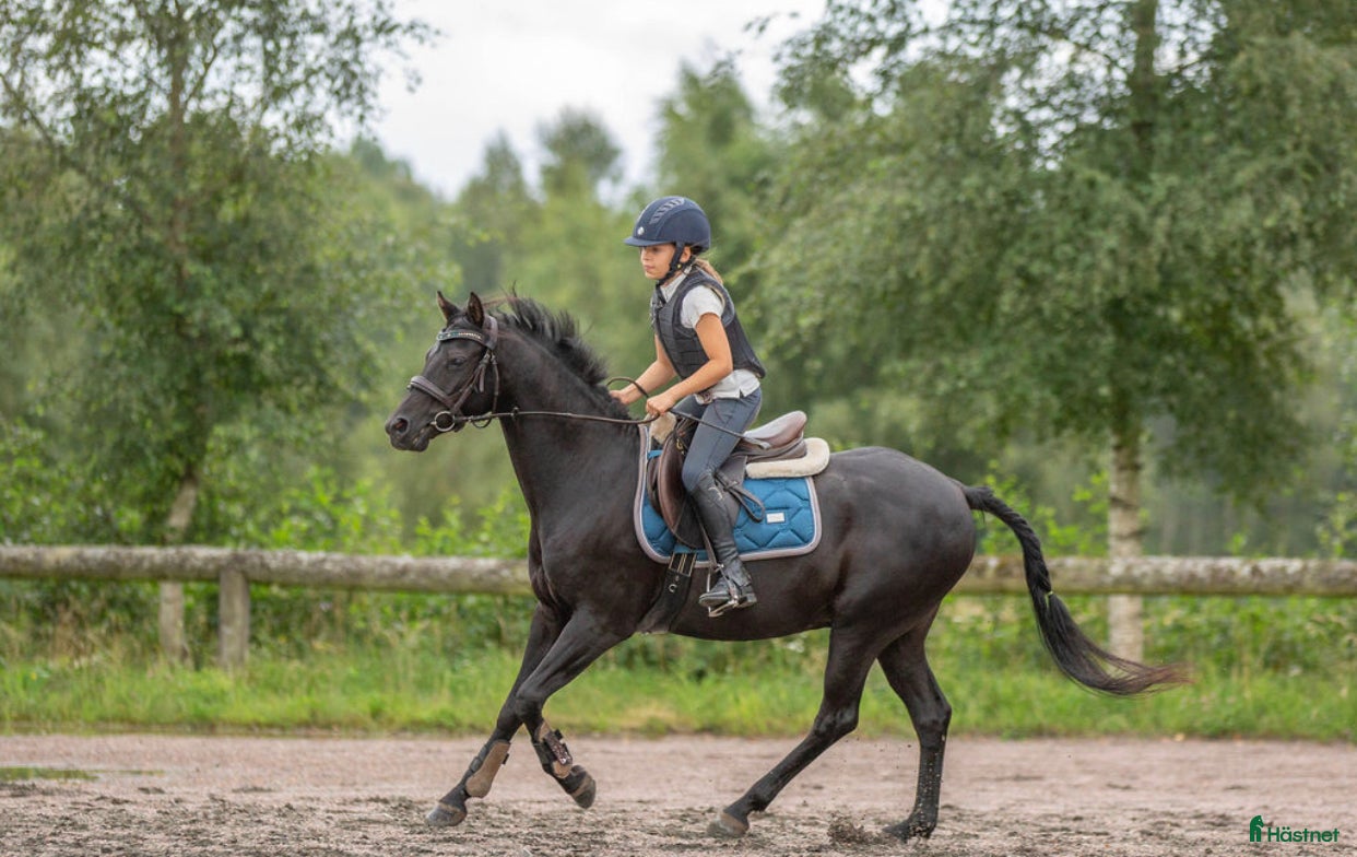  hästar Supersnäll och vacker maxad b-ponny i Mölndal - Annons 5