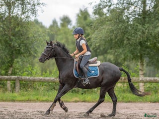 hästar Supersnäll och vacker maxad b-ponny i Mölndal - Annons 7