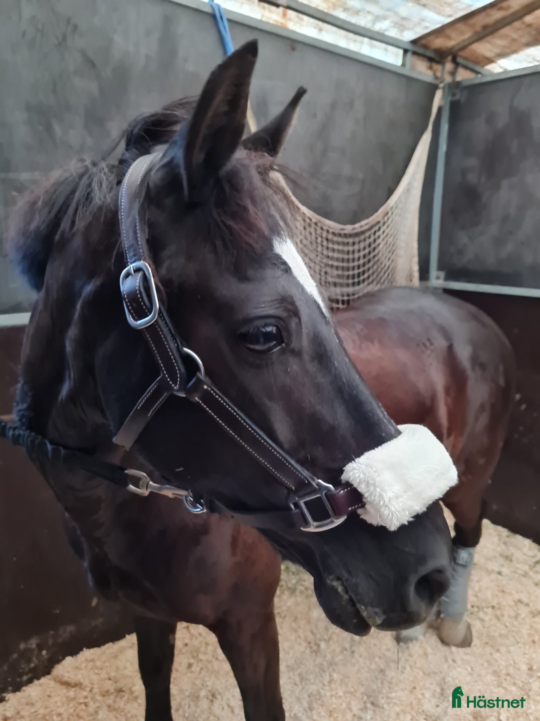 Allround hästar till salu: Trevlig ridkompis och läromästare i Sankt OLOF - Annons 2