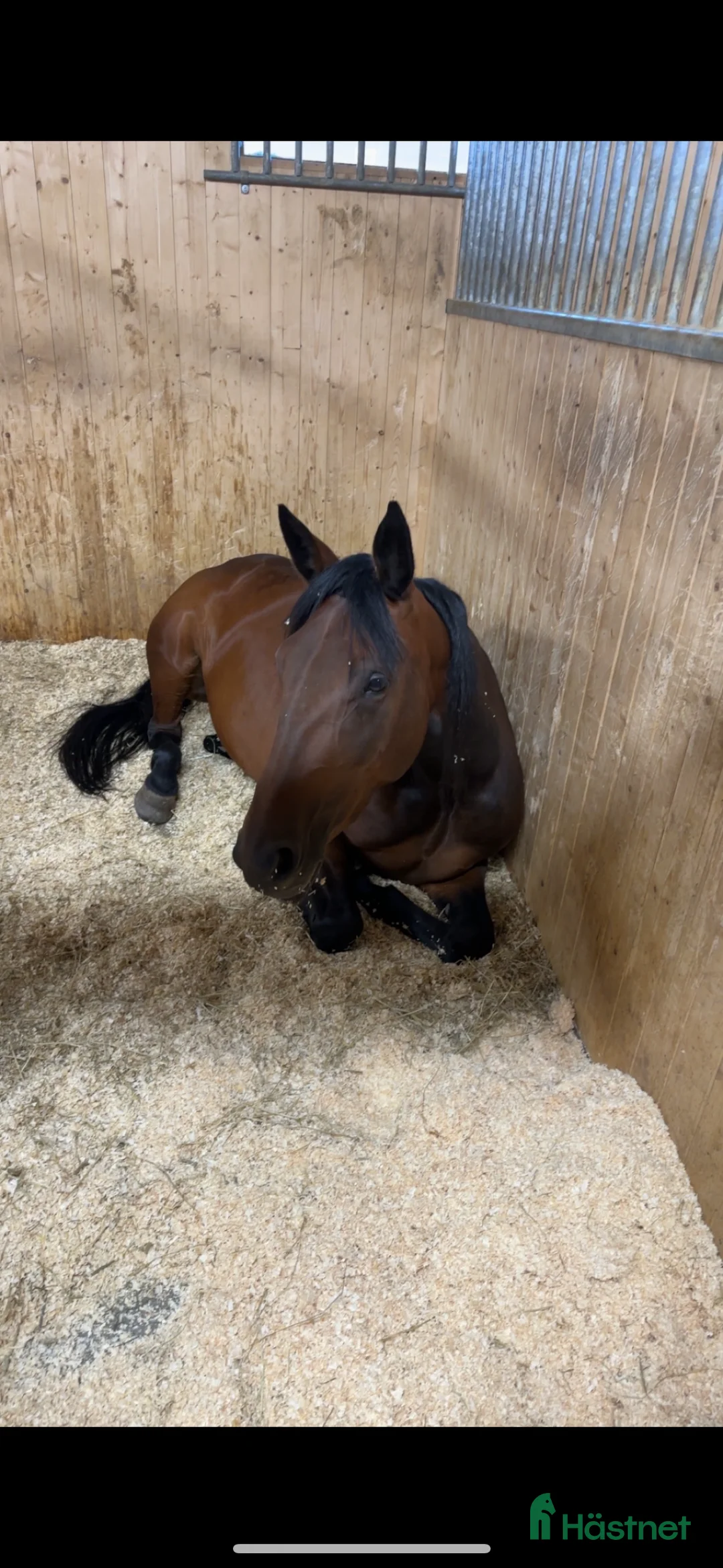 Allround hästar till salu: 5-årigt sto söker nytt hem i Ekerö - Annons 5