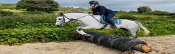 Hoppning hästar till salu: Beautiful overheight Connemara  - Annons 3