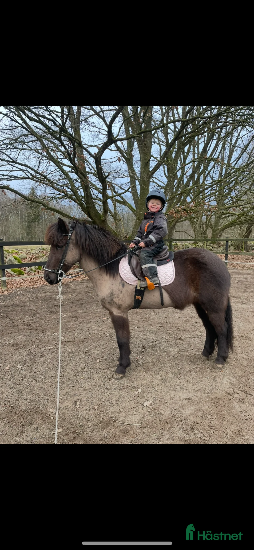 Island hästar till salu: Underbart Islands sto i Kristianstad - Annons 2