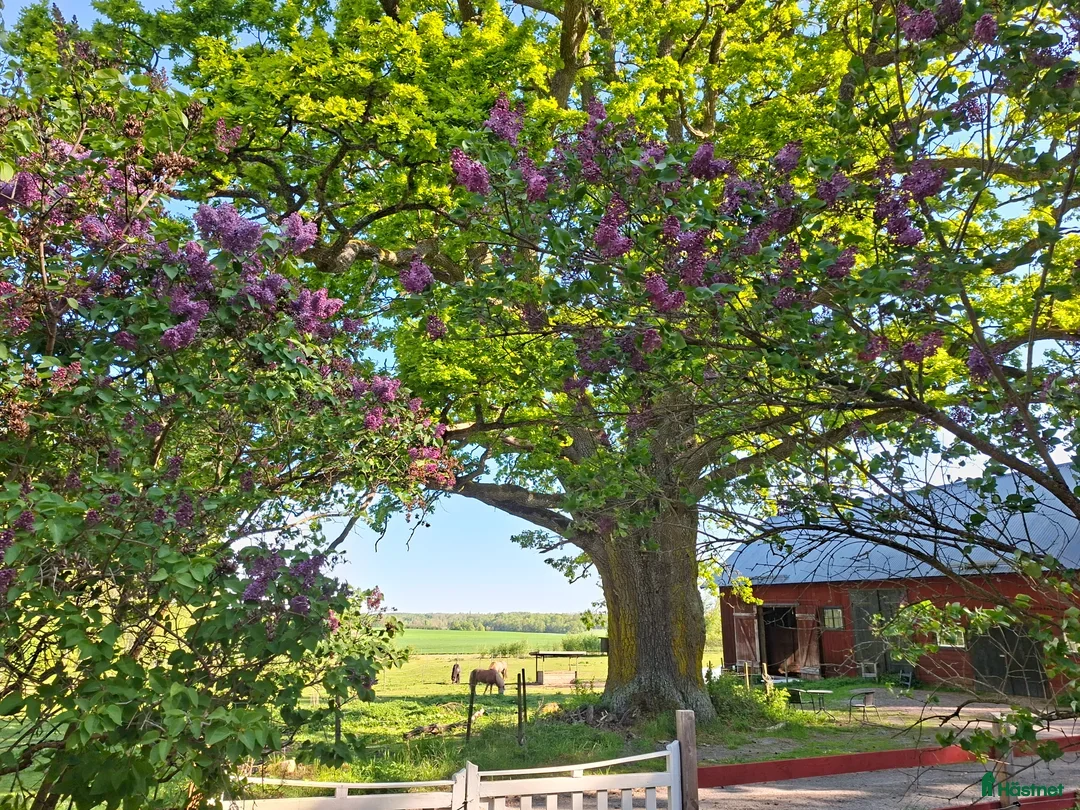  stallplats finnes: Naturskön lösdriftsplats med stall, långa ridvägar i Sturefors - Annons 1