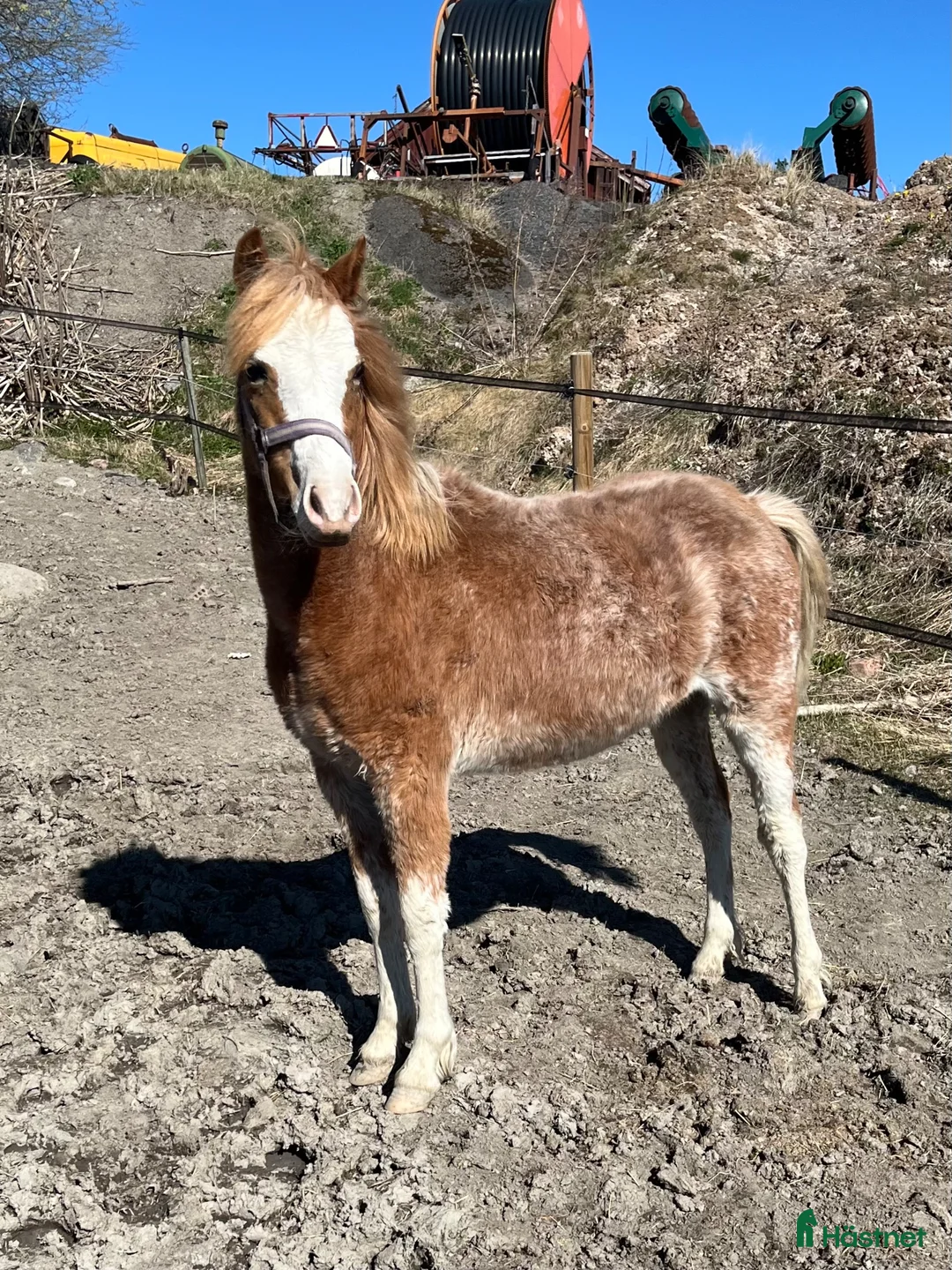 Allround hästar till salu: Fint welshmountain sto - Annons 2