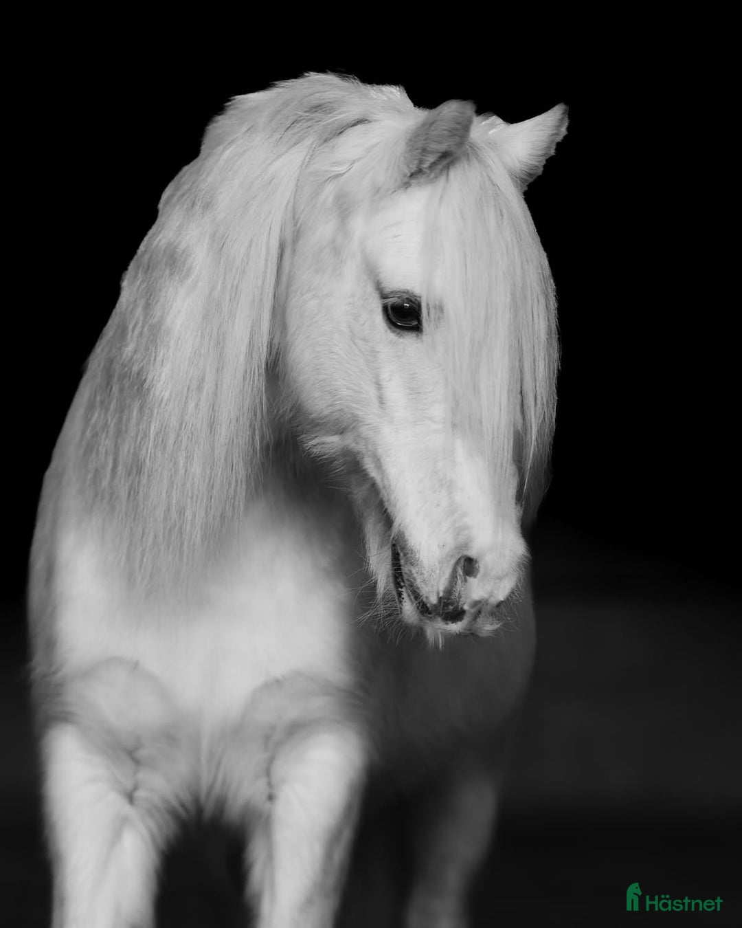 Allround hästar till salu: Sött och charmigt sto i Hedemora - Annons 1