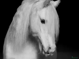 hästar Sött och charmigt sto i Hedemora - Annons 13