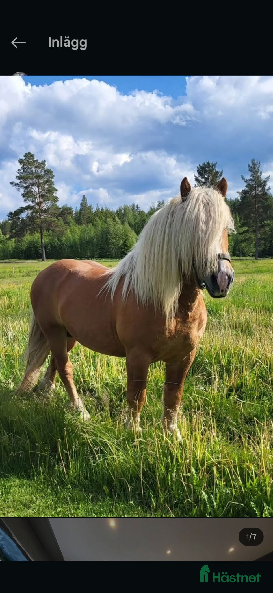  hästar Vackraste killen - Annons 1
