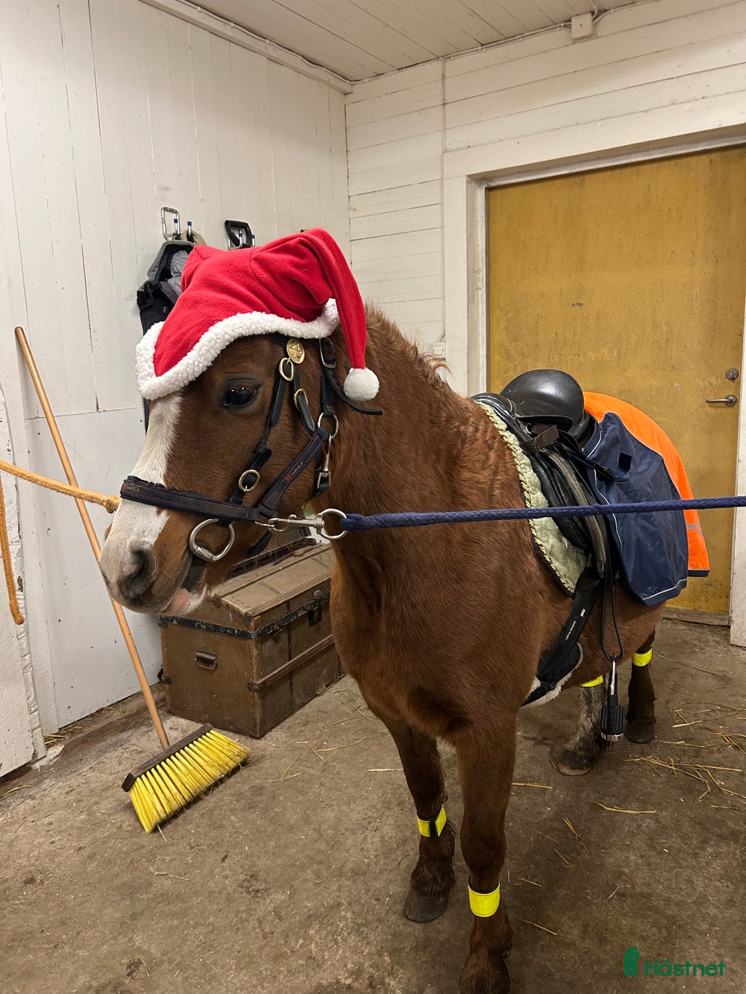 Allround hästar till salu: Supersocialt Welsh Mountainsto! Under inridning  i Heby - Annons 2