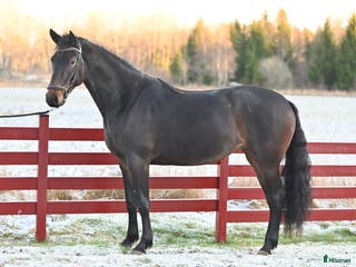 hästar Snyggt och lovande sto. - Annons 11