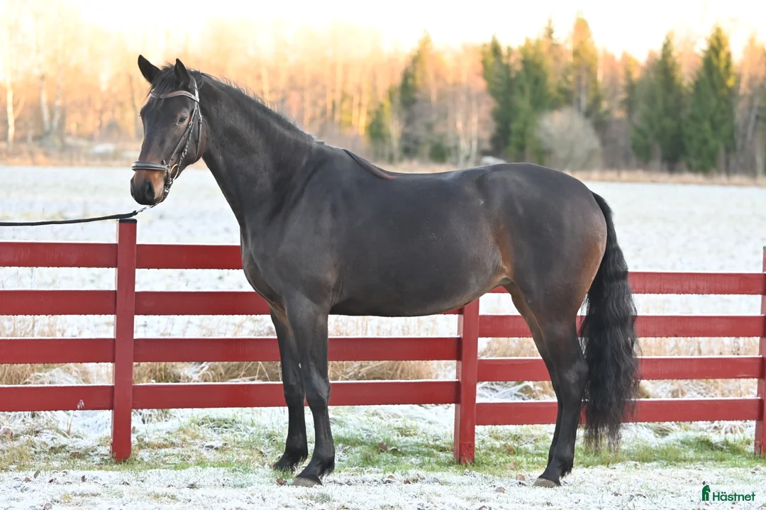 Dressyr hästar till salu: Snyggt och lovande sto.  - Annons 1
