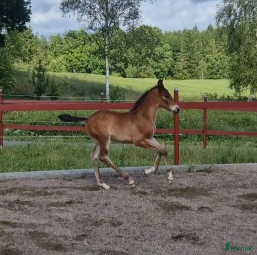 Allround hästar till salu: Vaquero  - Annons 8