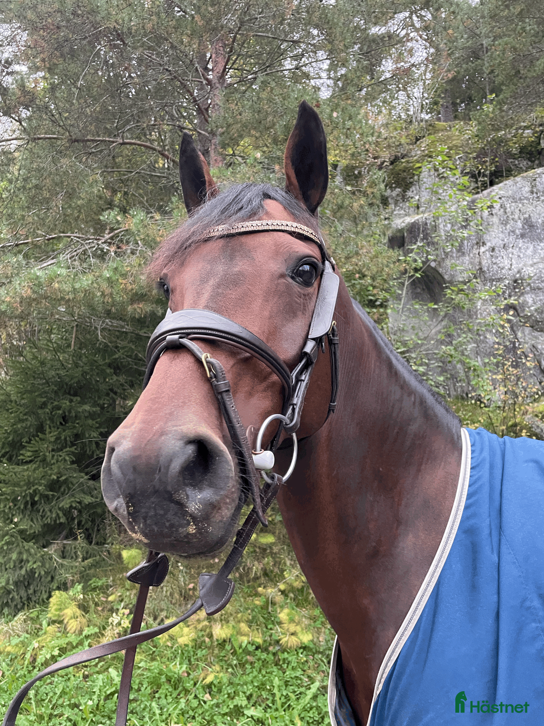 Hoppning hästar till salu: Utrolig snill junior-/amatørhest vurderes solgt🌟 i Oslo - Annons 2