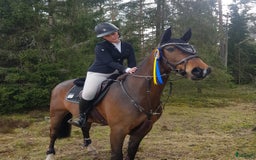 Hoppning hästar till salu: Children/Läromästare i Lammhult - Bild 3