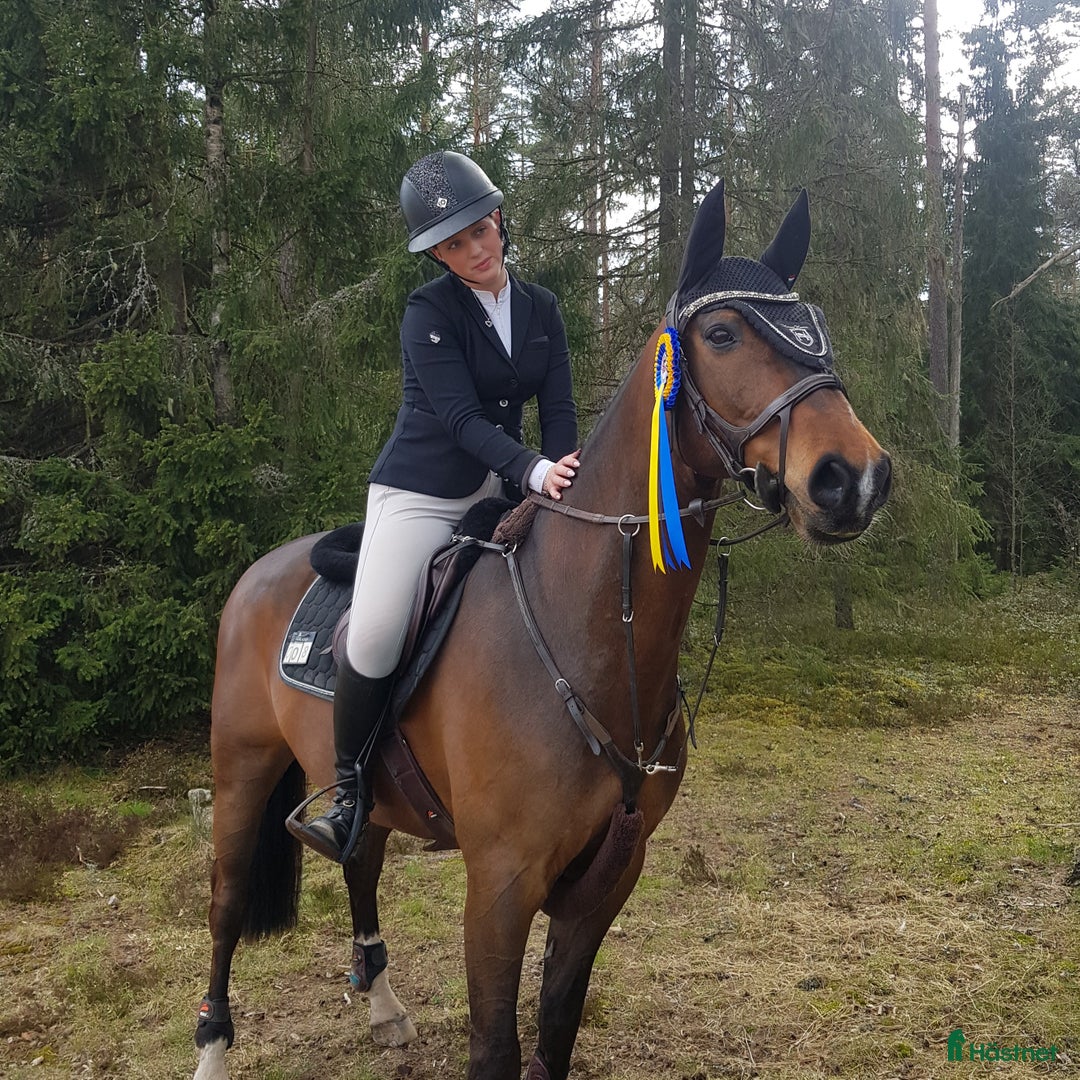 Hoppning hästar till salu: Children/Läromästare i Lammhult - Bild 3