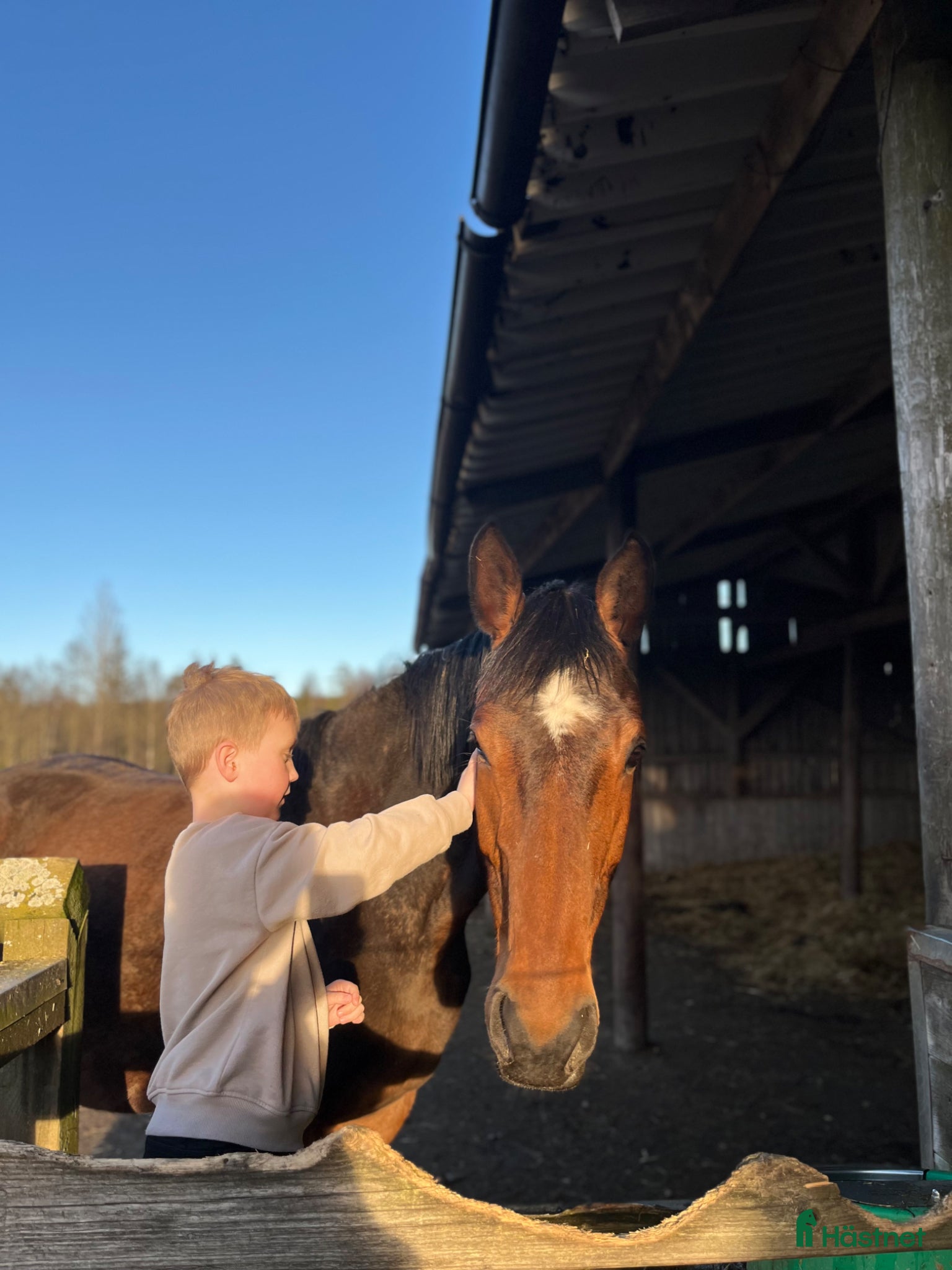  hästar Avelssto ur Liamant W VDL - Comme Il Faut  - Annons 1