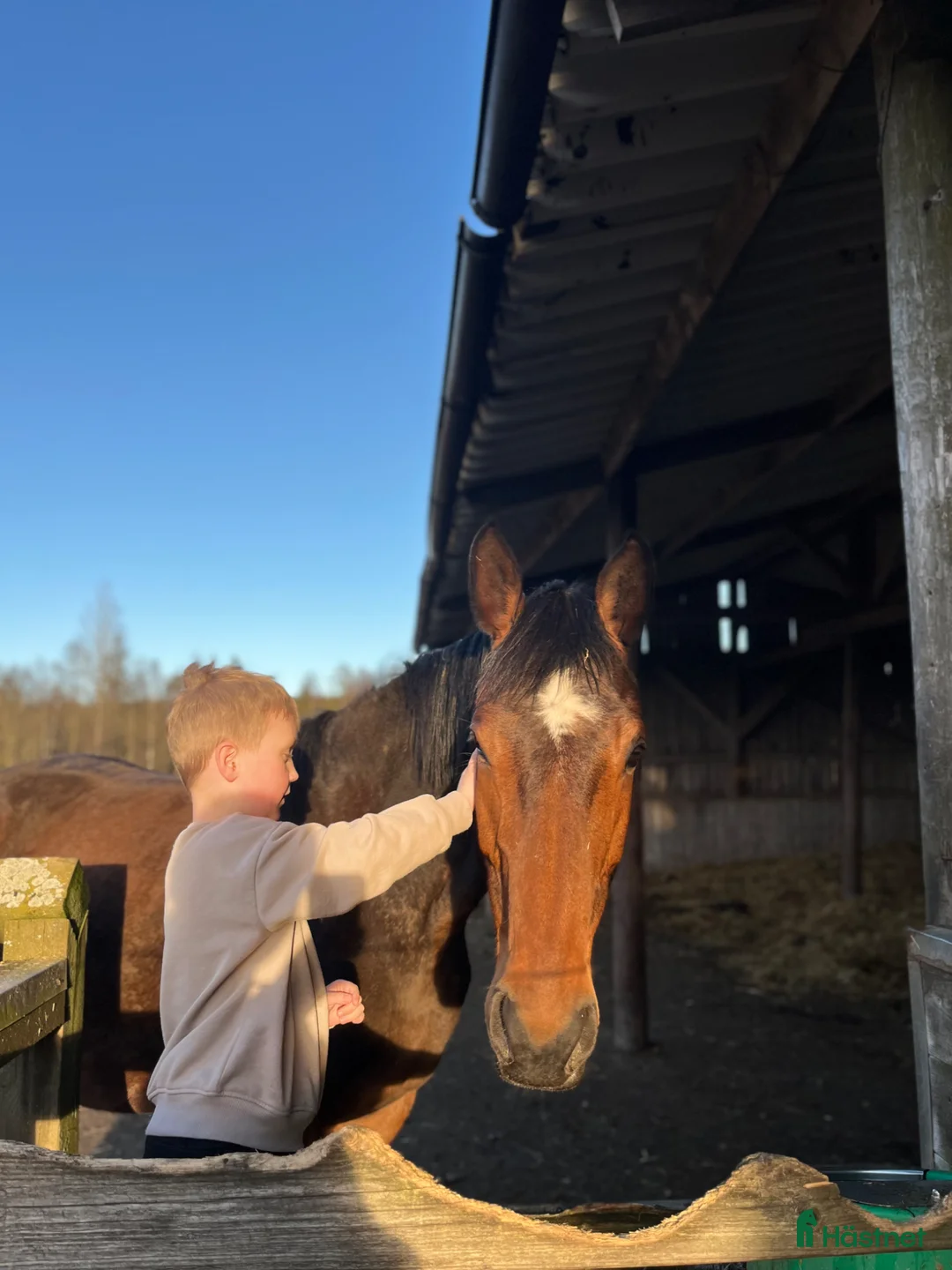 Avelshästar hästar till salu: Avelssto ur Liamant W VDL - Comme Il Faut  - Annons 1