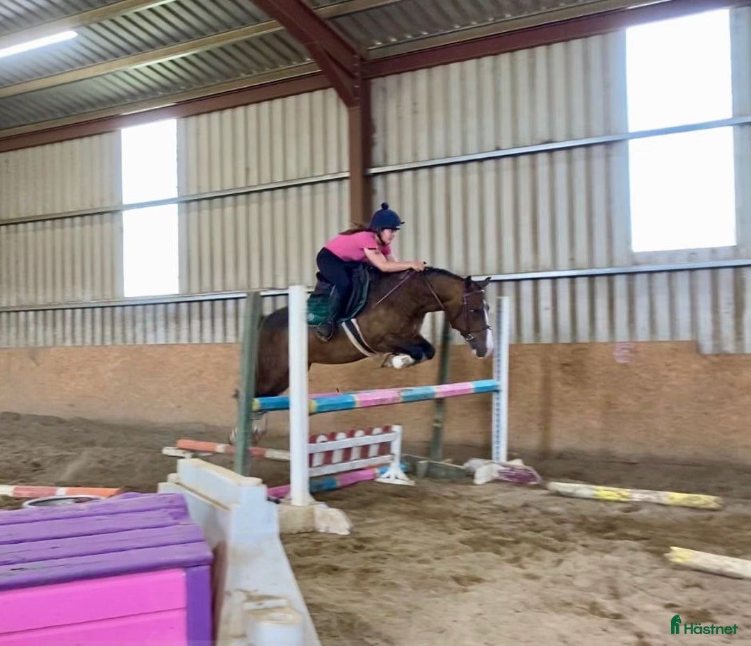 Hoppning hästar till salu: Welsh gelding 140cm i Ljungby - Annons 19