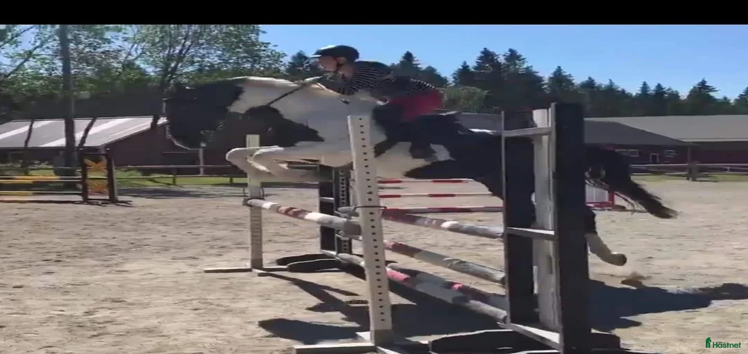 Galleribild {{count}}