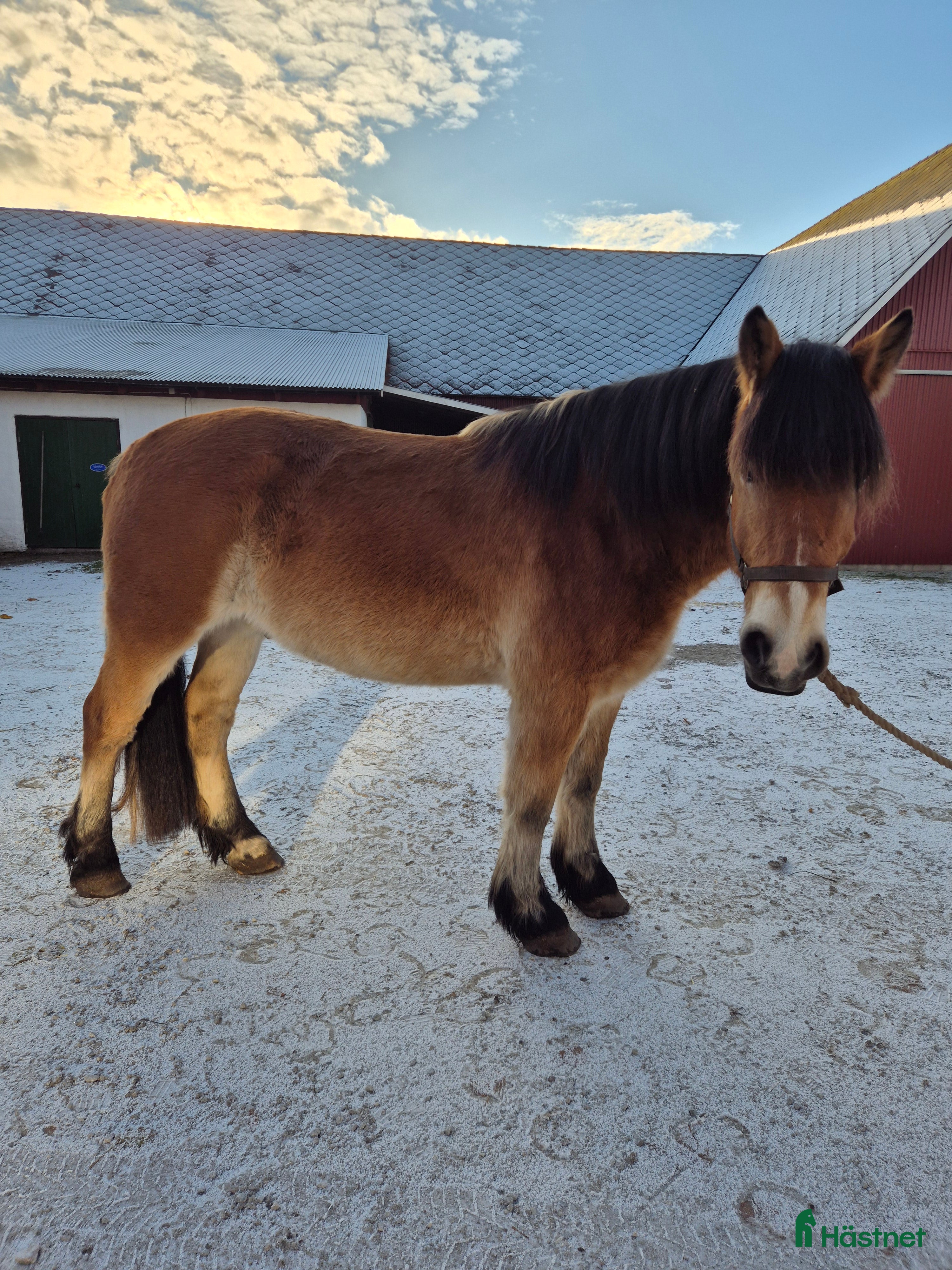  hästar Stor och vänlig i Klintehamn - Annons 5