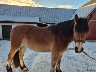hästar Stor och vänlig i Klintehamn - Annons 5