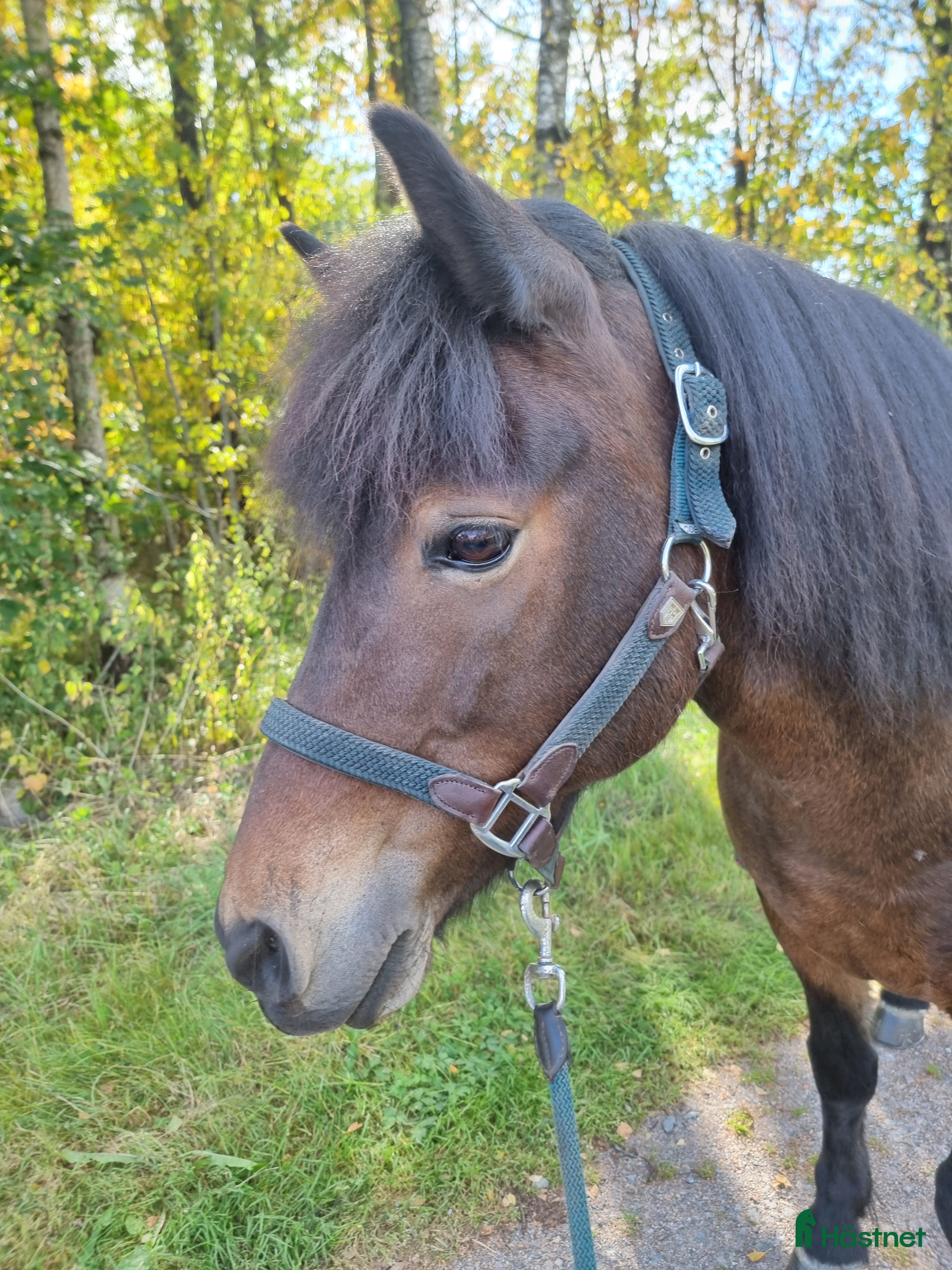  hästar Embla frá Vindási i Skara - Annons 16