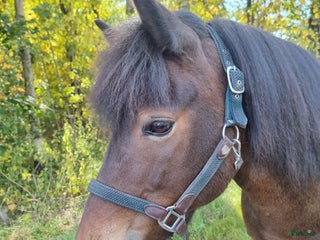 hästar Embla frá Vindási i Skara - Annons 14