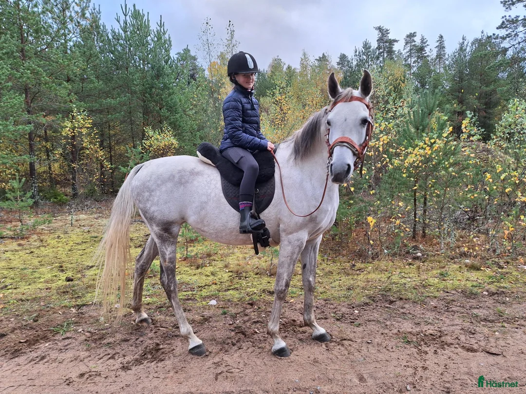 Allround hästar till salu: Underbara Yama - Annons 1
