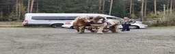 Allround hästar till salu: Gypsy Cob selges! - Annons 9