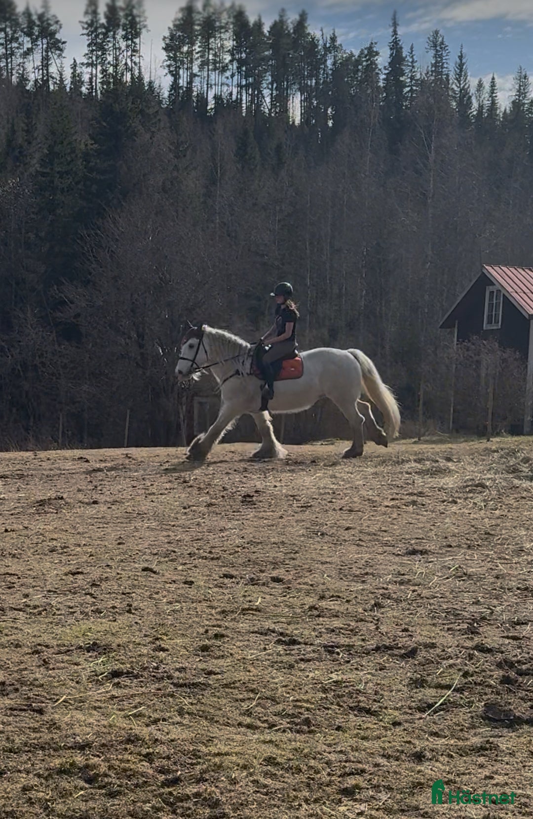 Allround hästar till salu: Drömhäst  i Ljungaverk - Annons 13