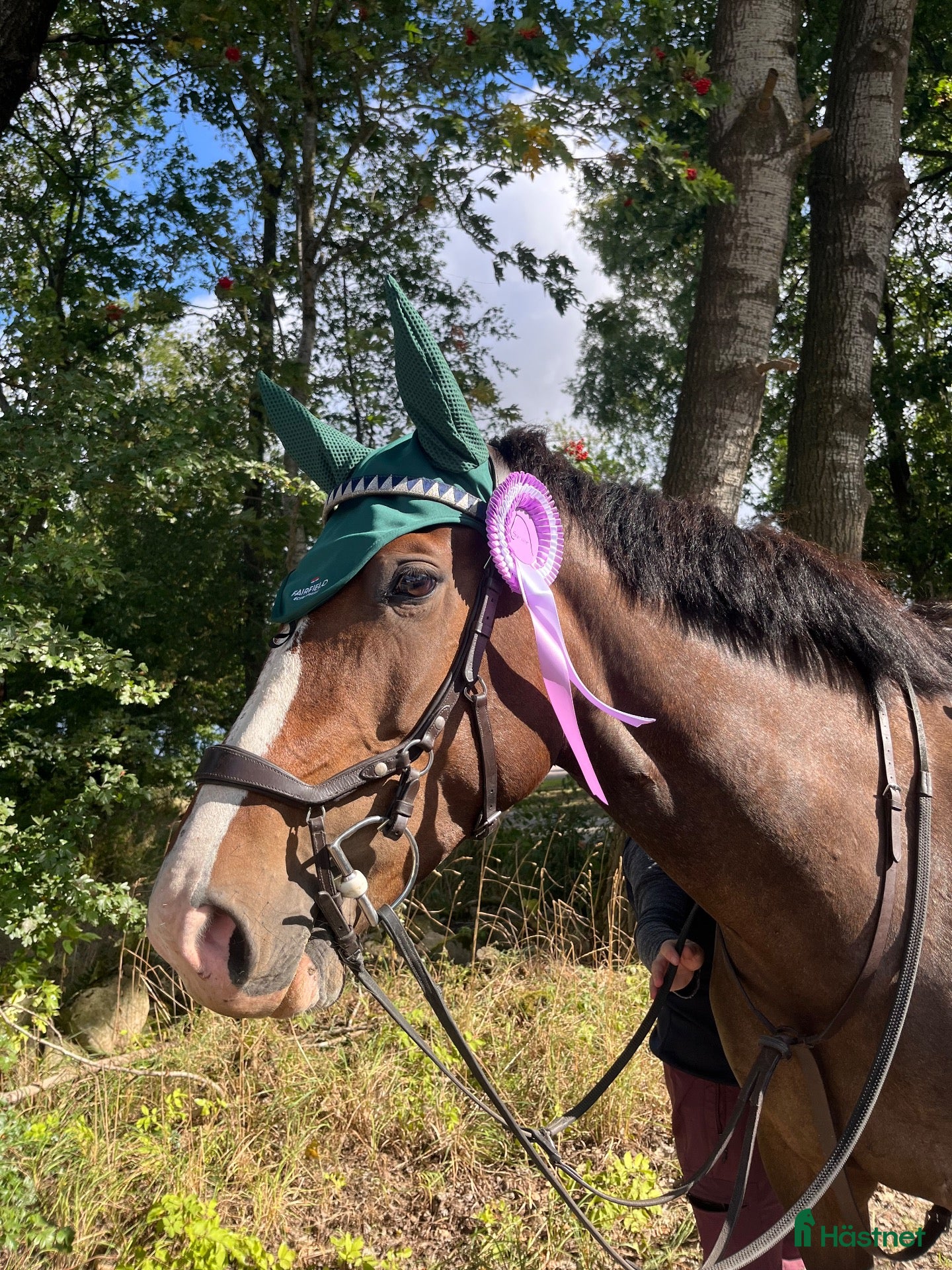  hästar Härligt sto för hoppning eller fälttävlan 🌟 - Annons 1