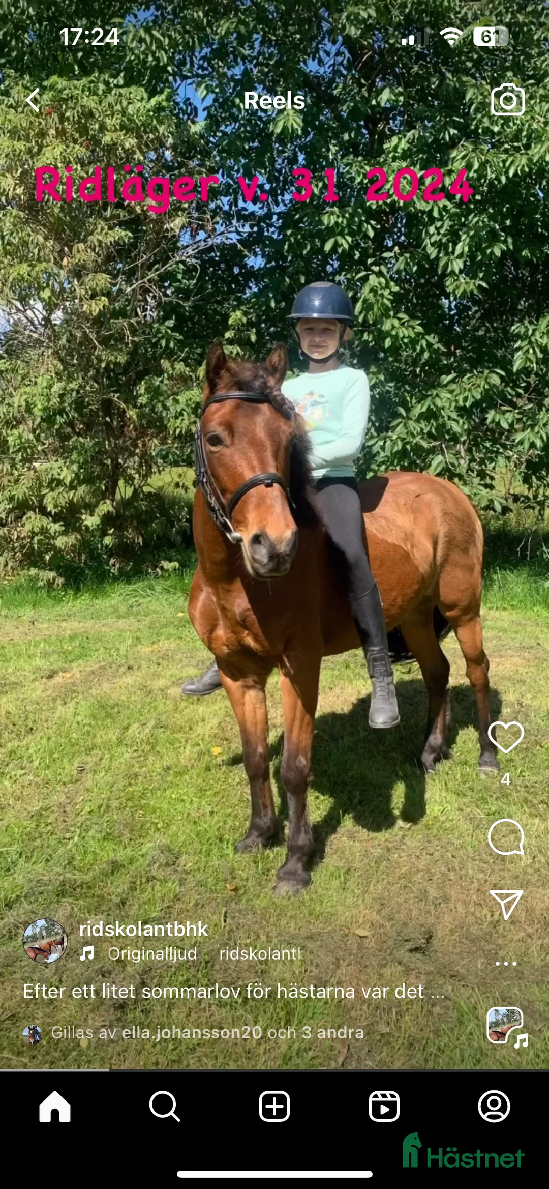 Allround hästar till salu: Russvalack söker nytt hem - Annons 2