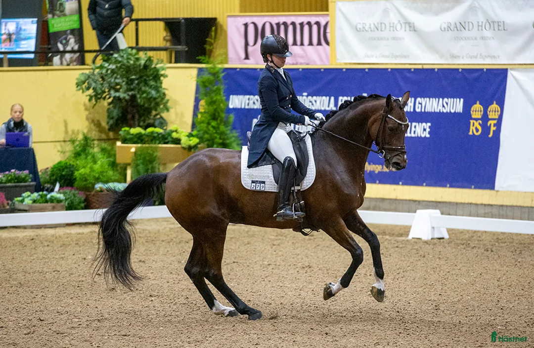  hästservice finnes: Inridning, tillridning och/eller försäljning i Askersund - Annons 1