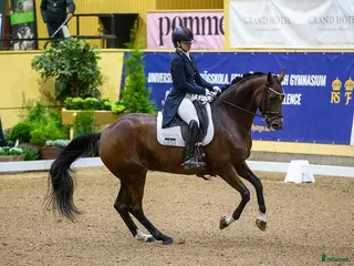 hästservice Inridning, tillridning och/eller försäljning i Askersund - Annons 6