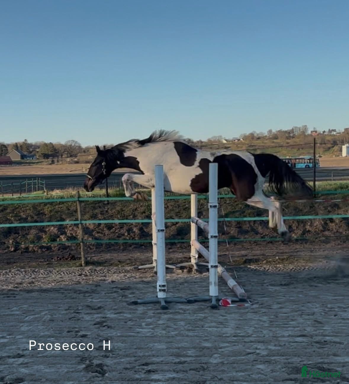  hästar Lovande unghäst med talang & arbetsvilja!  - Annons 2