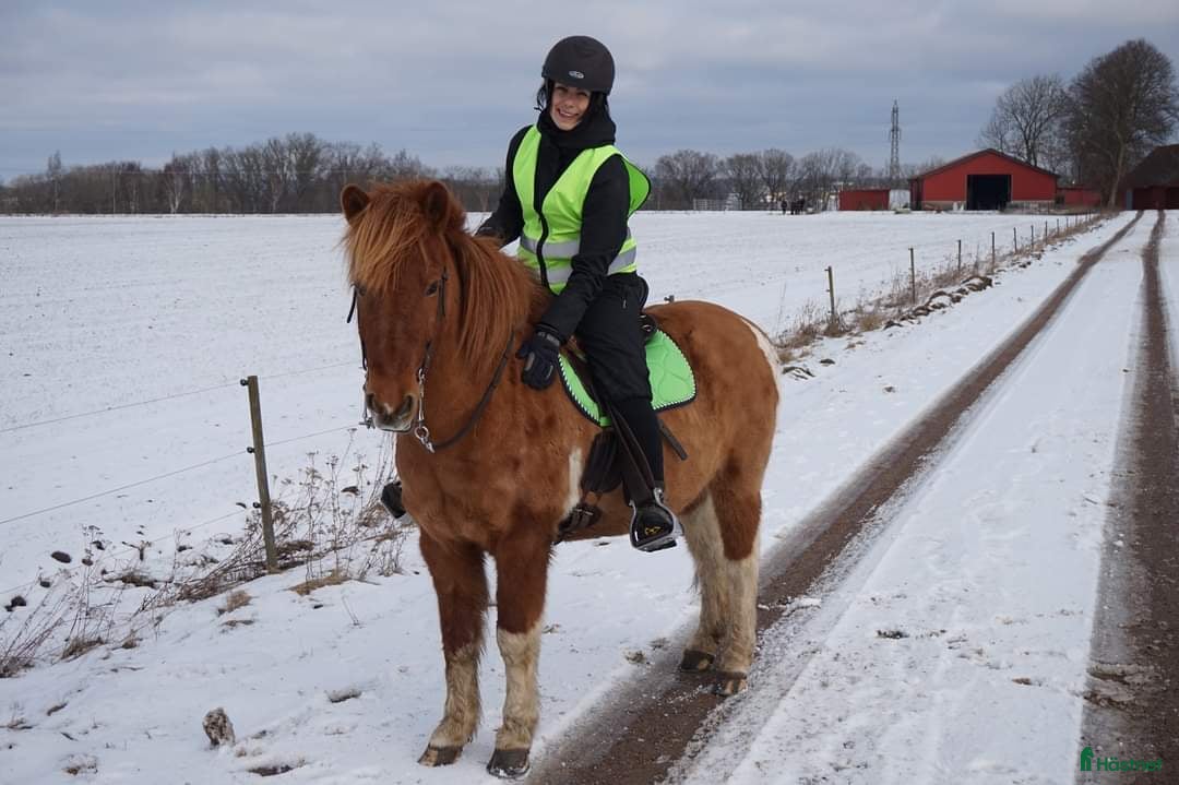  medryttarhäst sökes: Medryttarhäst sökes till glad skit! - Annons 15