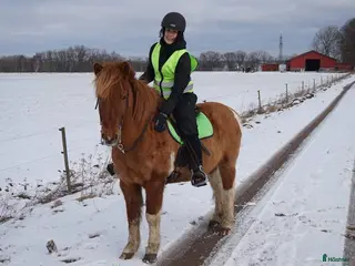 medryttarhäst sökes: Medryttarhäst sökes till glad skit! - Annons 15